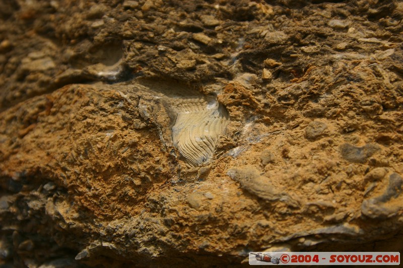 Maria Island - Fossil Cliffs
Mots-clés: Fossile