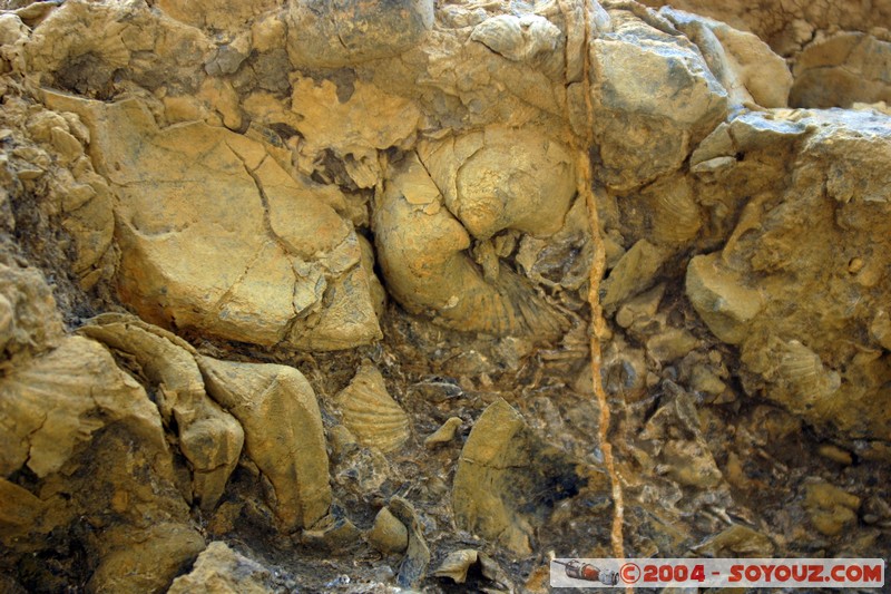 Maria Island - Fossil Cliffs
Mots-clés: Fossile