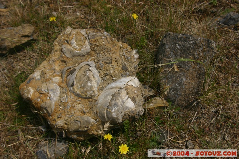 Maria Island - Fossil Cliffs
Mots-clés: Fossile