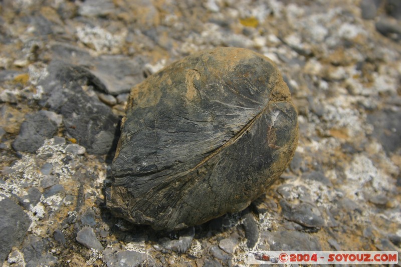 Maria Island - Fossil Cliffs
Mots-clés: Fossile