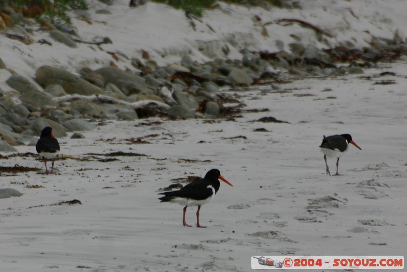 Maria Island - Pied oystercatcher
Mots-clés: animals oiseau Cape Barren Goose Pied oystercatcher
