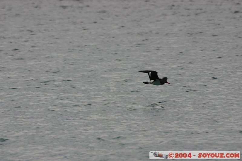 Maria Island - Pied oystercatcher
Mots-clés: animals oiseau Pied oystercatcher