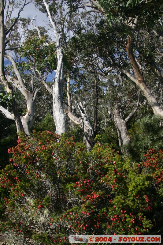 Tasman Peninsula - Cap Raoul
