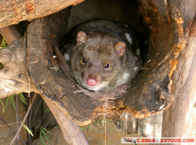 Australian animals - Tiger Quoll
Mots-clés: animals animals Australia Tiger Quoll