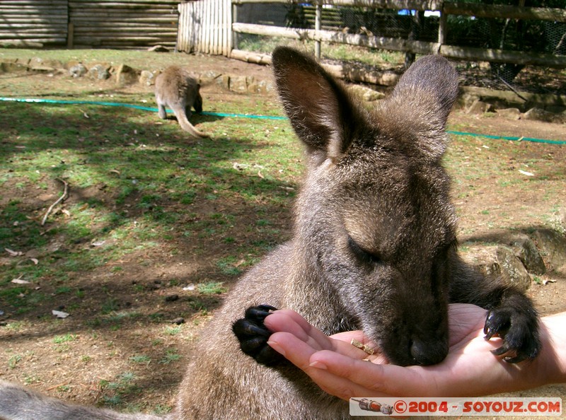 Australian animals - Wallaby
Mots-clés: animals animals Australia Wallaby