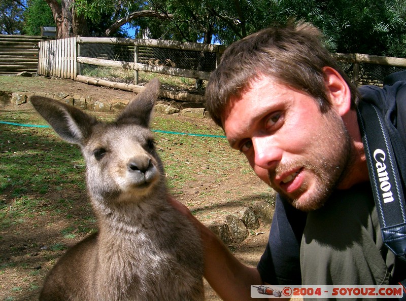 Australian animals - Wallaby
Mots-clés: animals animals Australia Wallaby