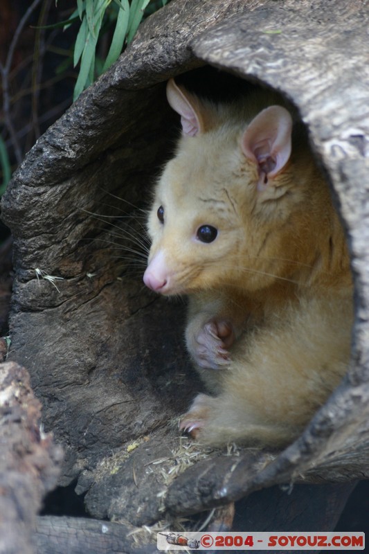 Australian animals - Golden Brushtail Possum
Mots-clés: animals animals Australia Golden Brushtail Possum Possum