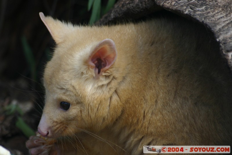 Australian animals - Golden Brushtail Possum
Mots-clés: animals animals Australia Golden Brushtail Possum Possum