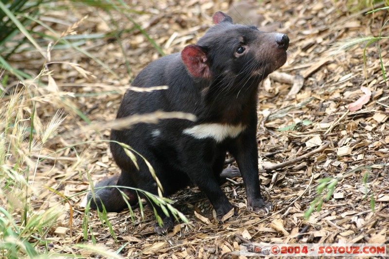 Australian animals - Tasmanian Devil
Mots-clés: animals animals Australia Tasmanian Devil Diable de Tasmanie