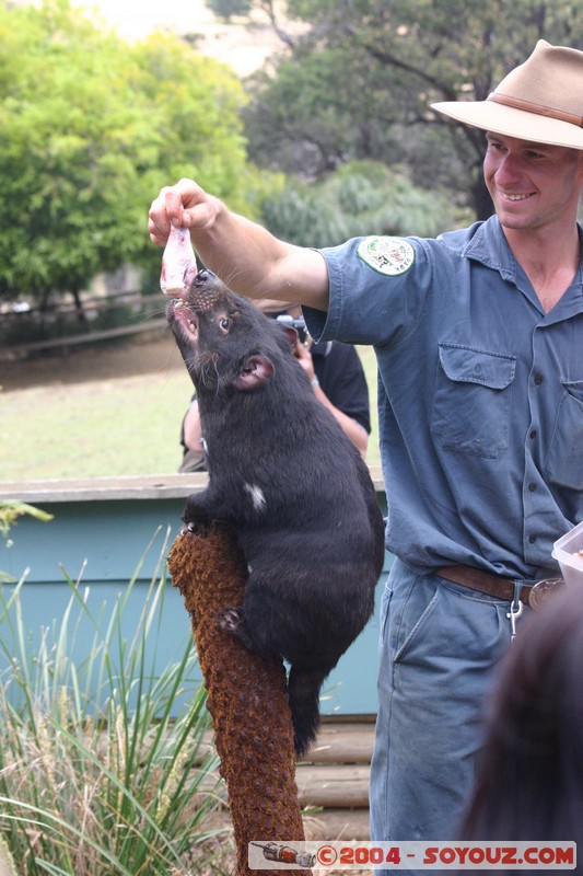 Australian animals - Tasmanian Devil
Mots-clés: animals animals Australia Tasmanian Devil Diable de Tasmanie