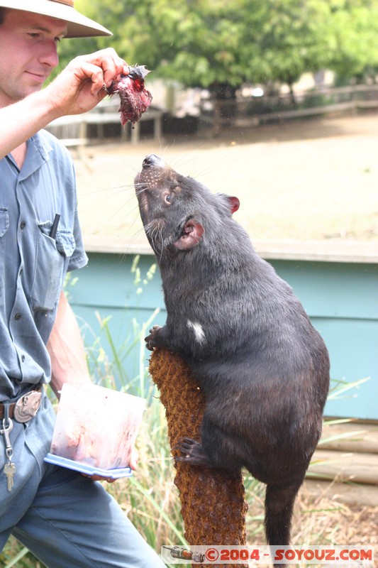 Australian animals - Tasmanian Devil
Mots-clés: animals animals Australia Tasmanian Devil Diable de Tasmanie