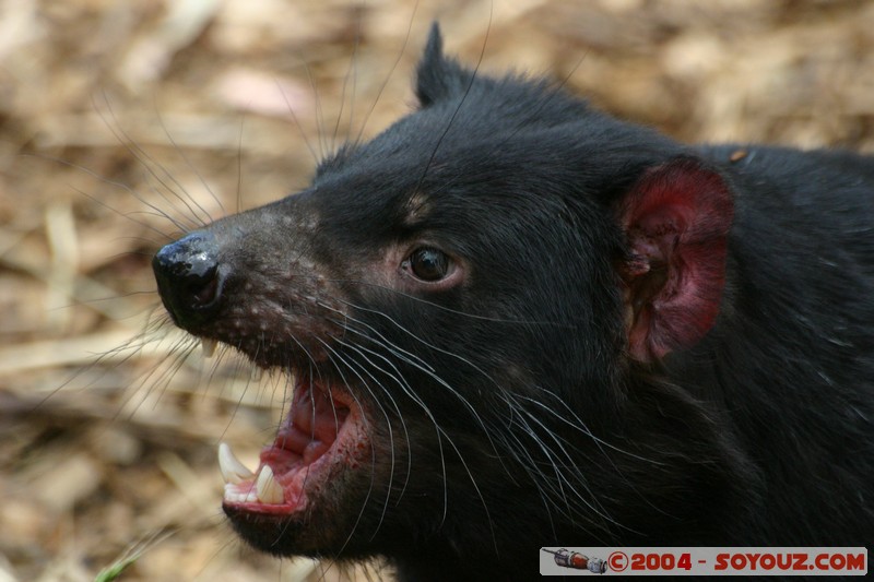 Australian animals - Tasmanian Devil
Mots-clés: animals animals Australia Tasmanian Devil Diable de Tasmanie