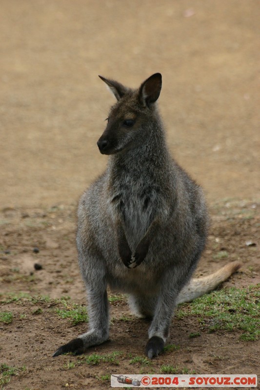 Australian animals - Wallaby
Mots-clés: animals animals Australia Wallaby