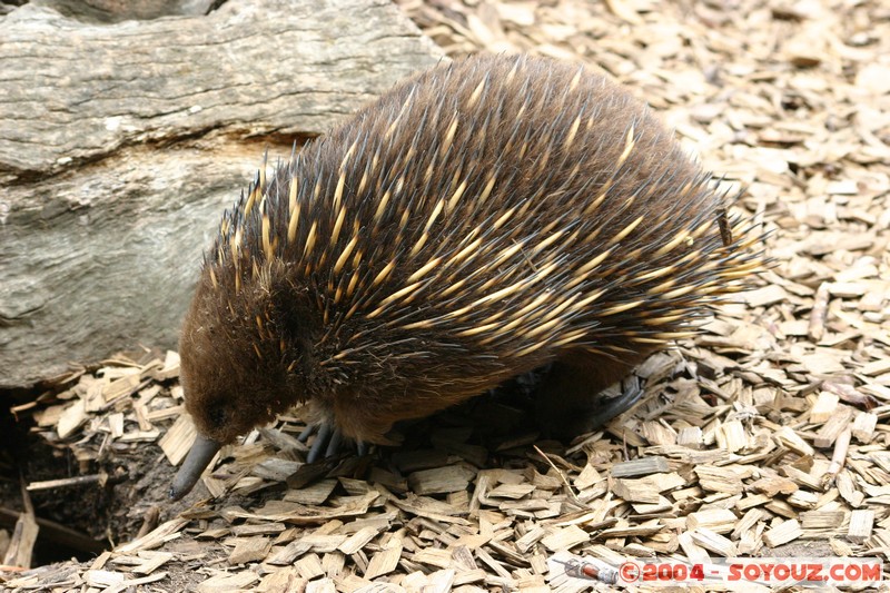 Australian animals - Echidna
Mots-clés: animals animals Australia Echidna