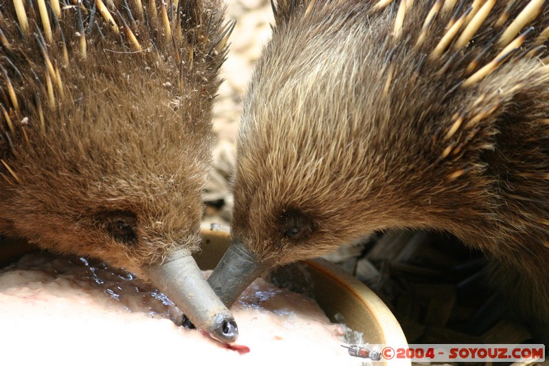 Australian animals - Echidna
Mots-clés: animals animals Australia Echidna