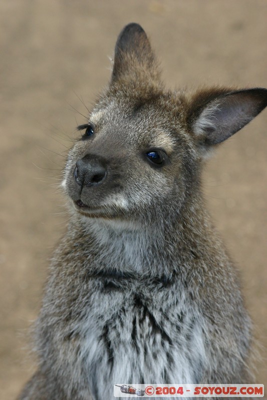 Australian animals - Wallaby
Mots-clés: animals animals Australia Wallaby