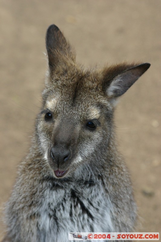 Australian animals - Wallaby
Mots-clés: animals animals Australia Wallaby