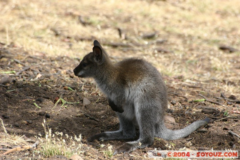 Australian animals - Wallaby
Mots-clés: animals animals Australia Wallaby