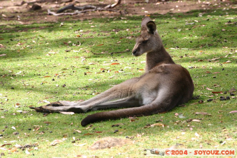 Australian animals - Kangaroo
Mots-clés: animals animals Australia Kangaroo kangourou