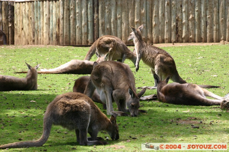 Australian animals - Kangaroo
Mots-clés: animals animals Australia Kangaroo kangourou