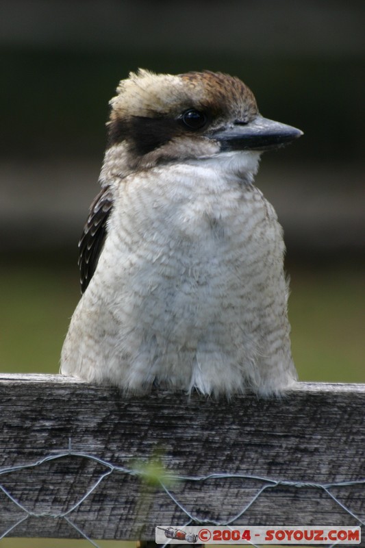 Australian animals - Kookaburra
Mots-clés: animals animals Australia Kookaburra oiseau