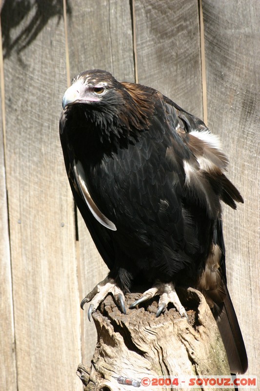 Australian animals - Wedge-tailed Eagle
Mots-clés: animals animals Australia oiseau Aigle Wedge-tailed Eagle