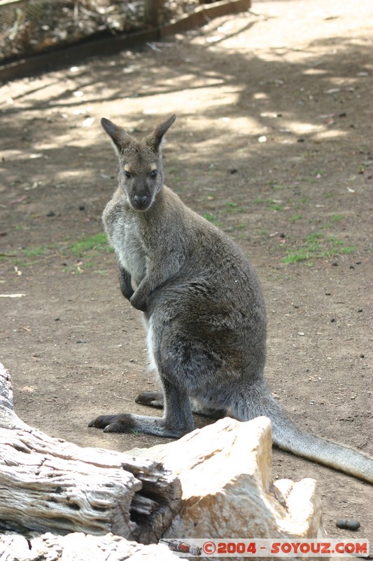 Australian animals - Western Grey Kangaroo
Mots-clés: animals animals Australia Kangaroo kangourou