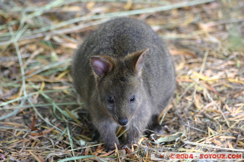 Australian animals - Pademelon
Mots-clés: animals animals Australia Pademelon