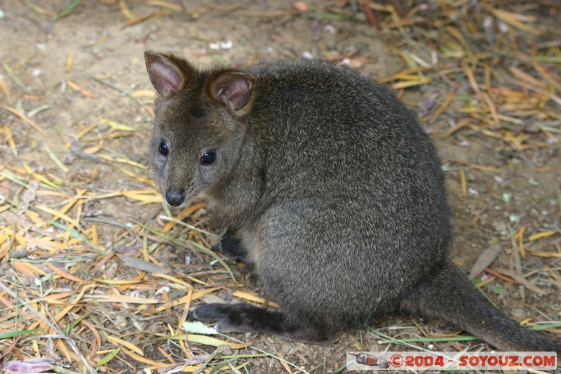 Australian animals - Pademelon
Mots-clés: animals animals Australia Pademelon