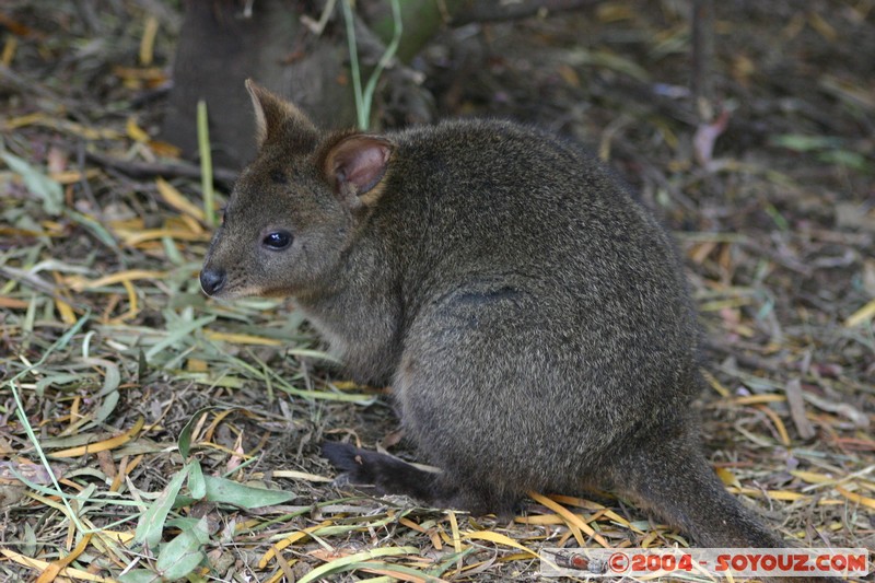 Australian animals - Pademelon
Mots-clés: animals animals Australia Pademelon