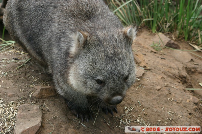 Australian animals - Wombat
Mots-clés: animals animals Australia Wombat