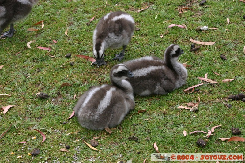 Australian animals - Cape Barren Goose
Mots-clés: animals animals Australia oiseau Cape Barren Goose oie