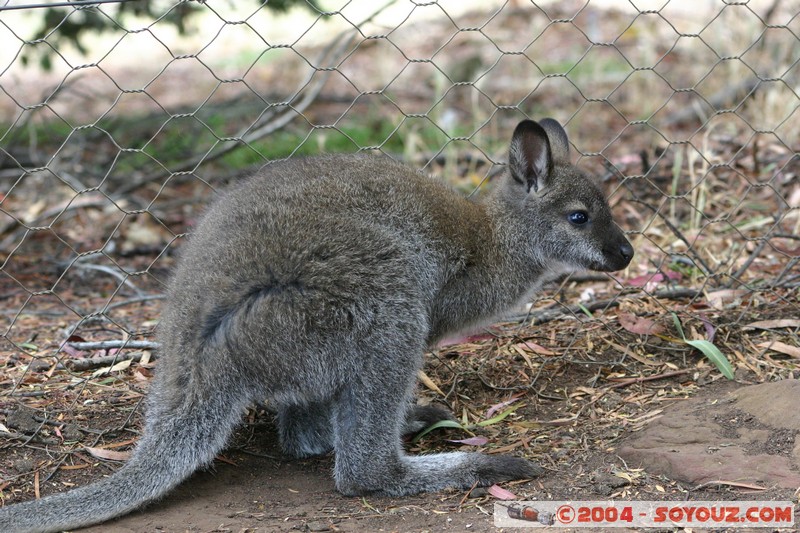Australian animals - Wallaby
Mots-clés: animals animals Australia Wallaby