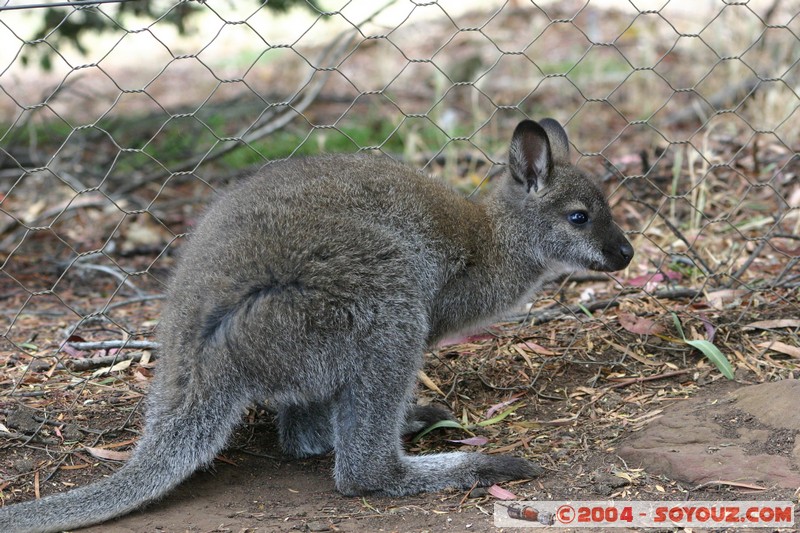 Australian animals - Wallaby
Mots-clés: animals animals Australia Wallaby