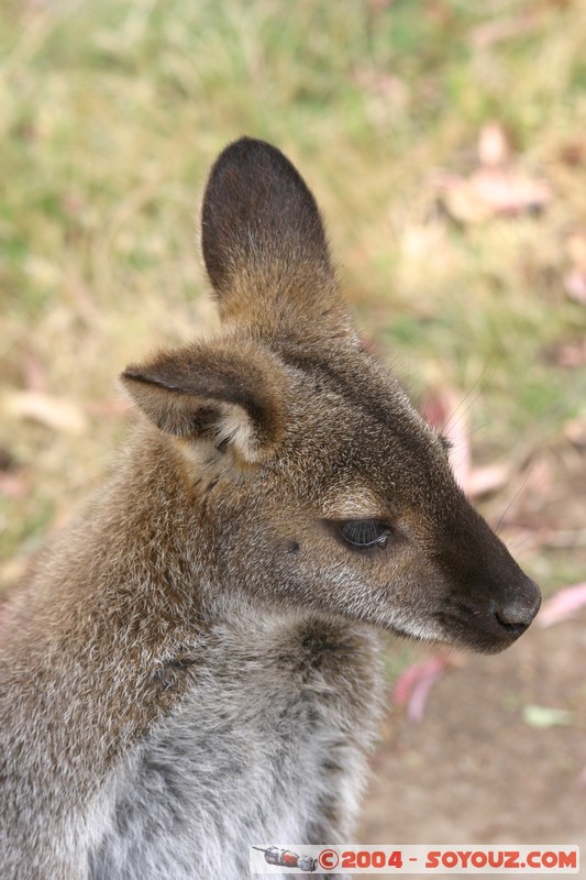 Australian animals - Wallaby
Mots-clés: animals animals Australia Wallaby