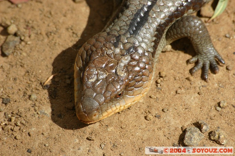 Australian animals - Blue tongue lizard
Mots-clés: animals animals Australia blue tongue lizard lezard