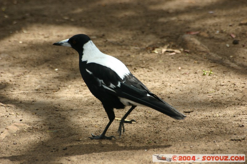 Australian animals - Piping Shrike
Mots-clés: animals animals Australia oiseau Piping Shrike