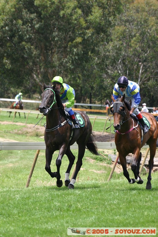 Hanging Rock - New Year Day Races
Mots-clés: sport animals cheval