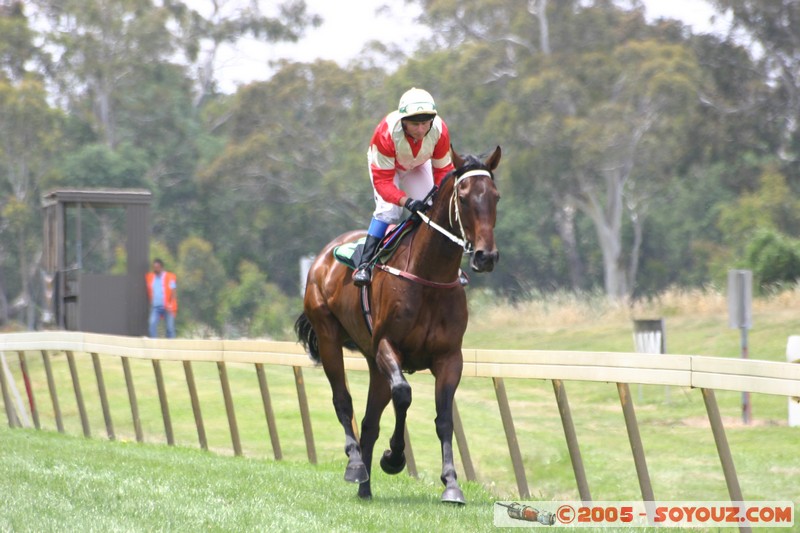 Hanging Rock - New Year Day Races
Mots-clés: sport animals cheval