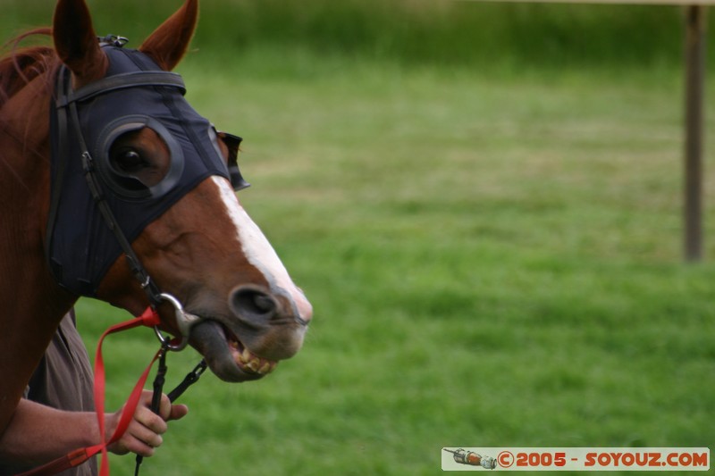 Hanging Rock - New Year Day Races
Mots-clés: sport animals cheval