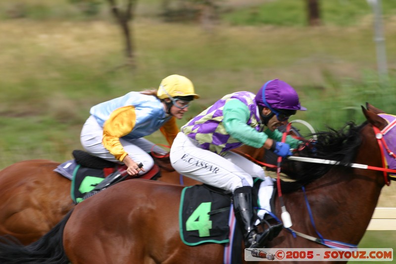 Hanging Rock - New Year Day Races
Mots-clés: sport animals cheval