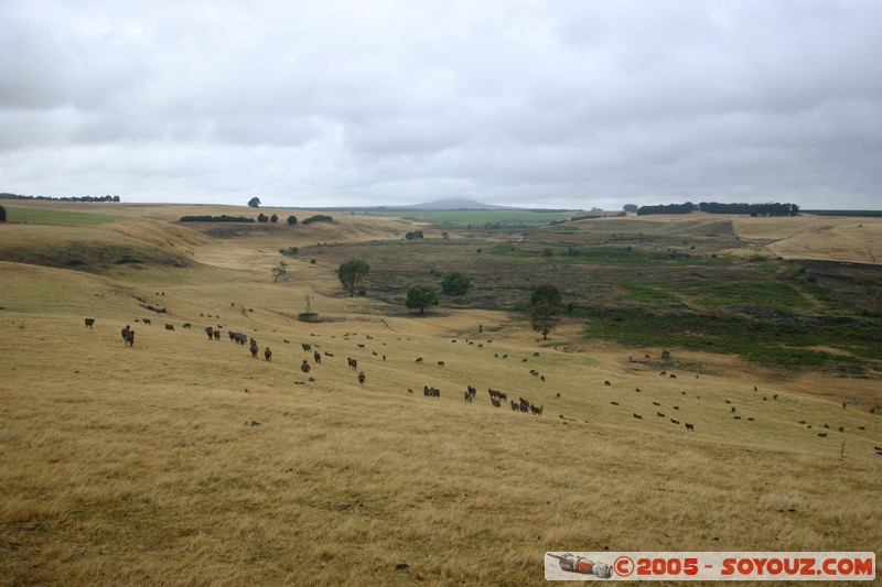 The Grampians - Victoria Valley Road
Mots-clés: animals vaches