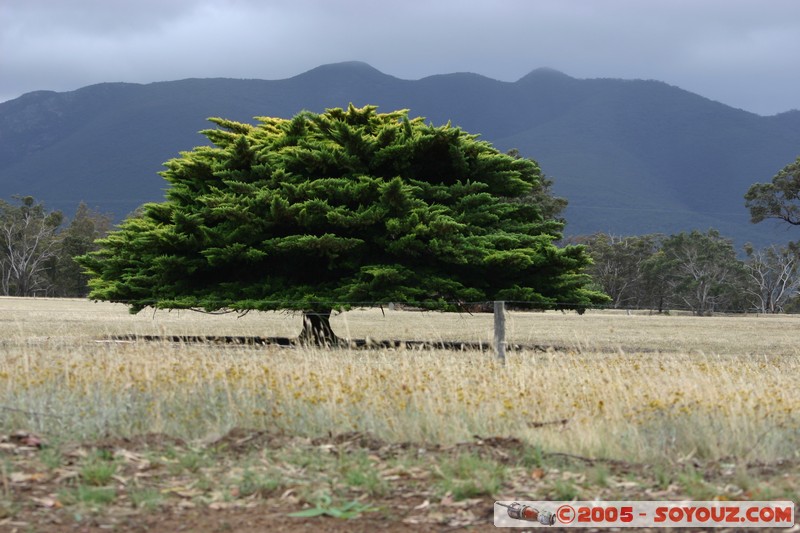 The Grampians - Victoria Valley Road - Amazing Tree
Mots-clés: Arbres Insolite