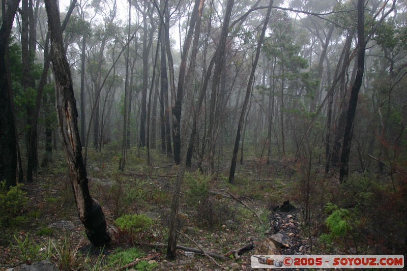 The Grampians - Mt Victory Road
Mots-clés: brume Arbres