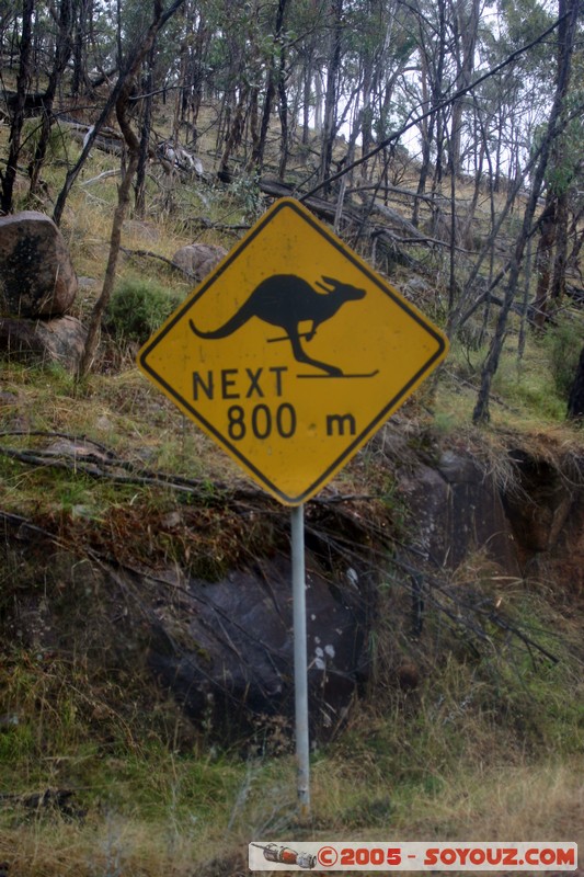 The Grampians - Kangaroo Skiing!
