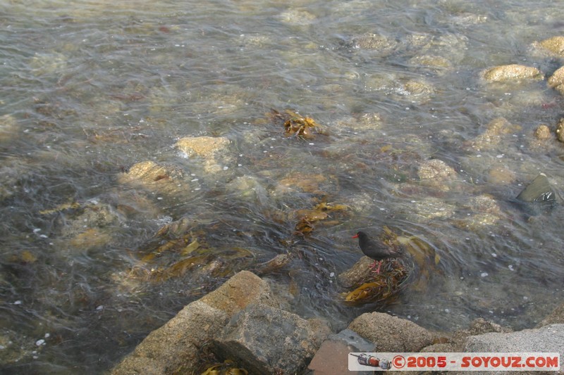 Victor Harbor - Granite Island - Pied oystercatcher
Mots-clés: animals oiseau Pied oystercatcher