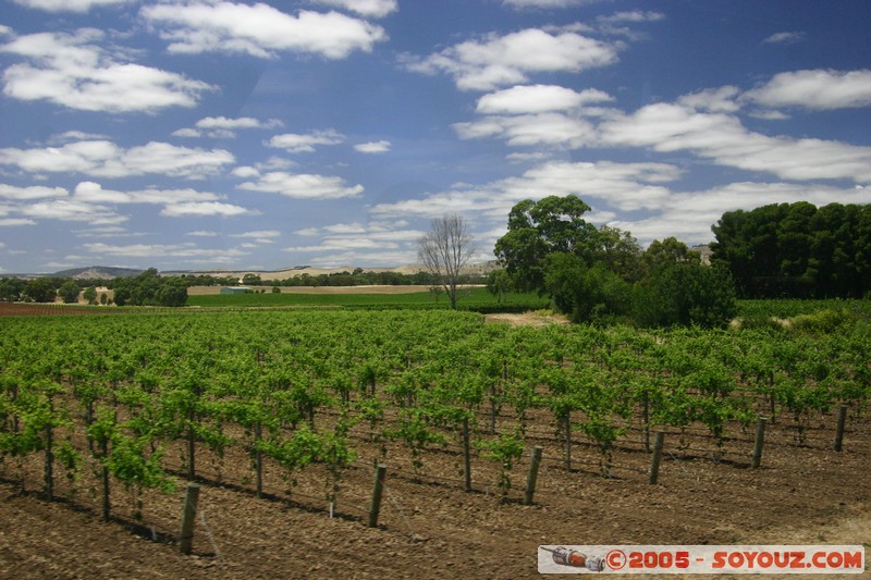 Barossa Valley - Vignes
