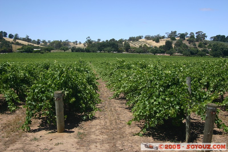 Barossa Valley - Langmeil wines
