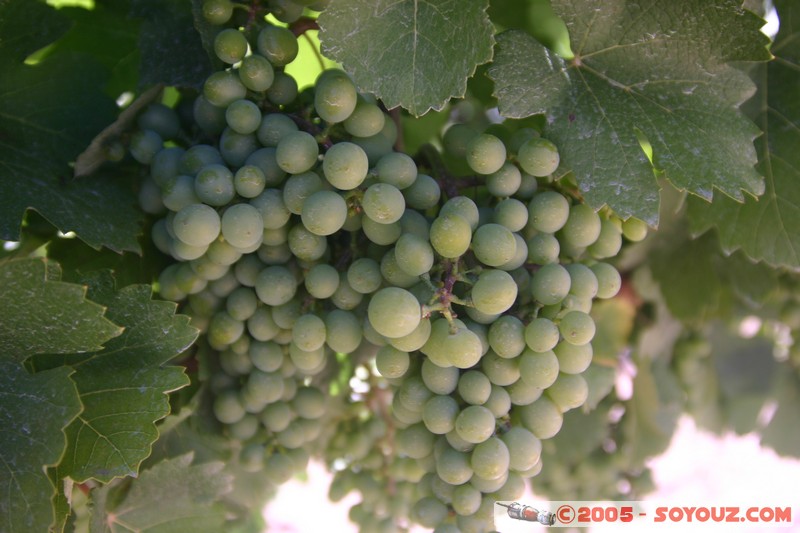 Barossa Valley - Langmeil wines
