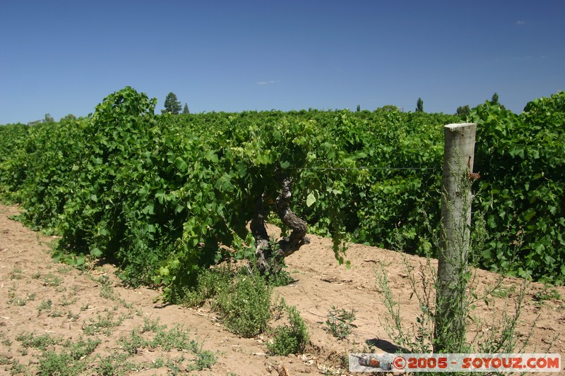 Barossa Valley - Langmeil wines
